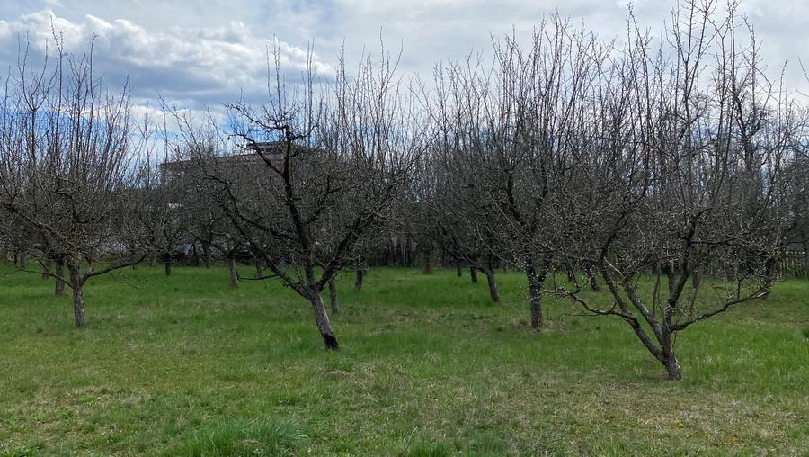 Teren intravilan 7000 mp - 3