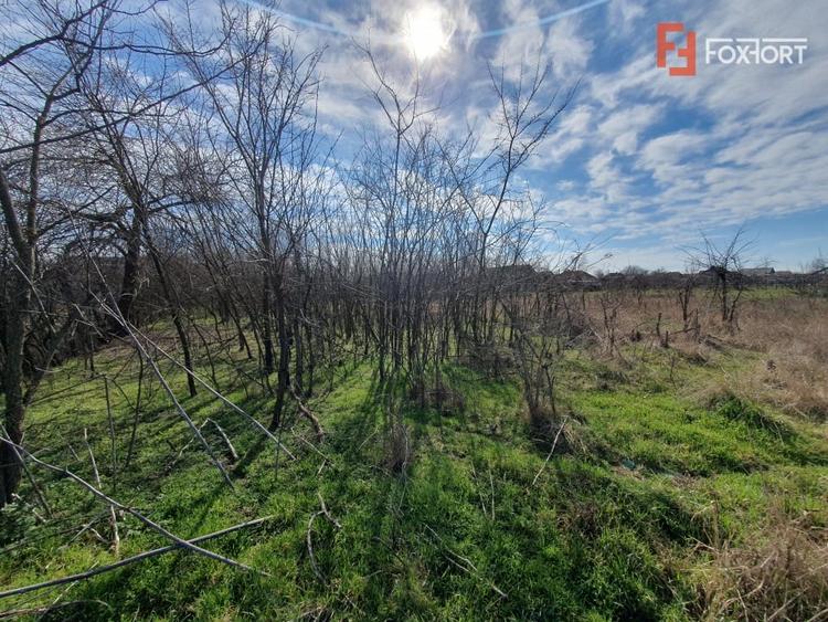 Teren intravilan 2840 mp cu fundatie - Jebel - 4