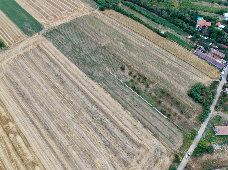 Teren Budeni - Delta Comana - Giurgiu - 5