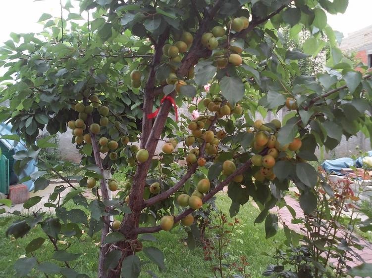 MAGURELE, Vila an 2012 S+P+E+M, Sutila 315mp, garaj, foisor, centrala proprie - 19