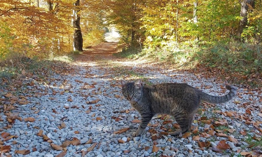 Vanzare 1266 mp teren superb Cheile Rasnoavei la munte langa padure si pensiuni - 2