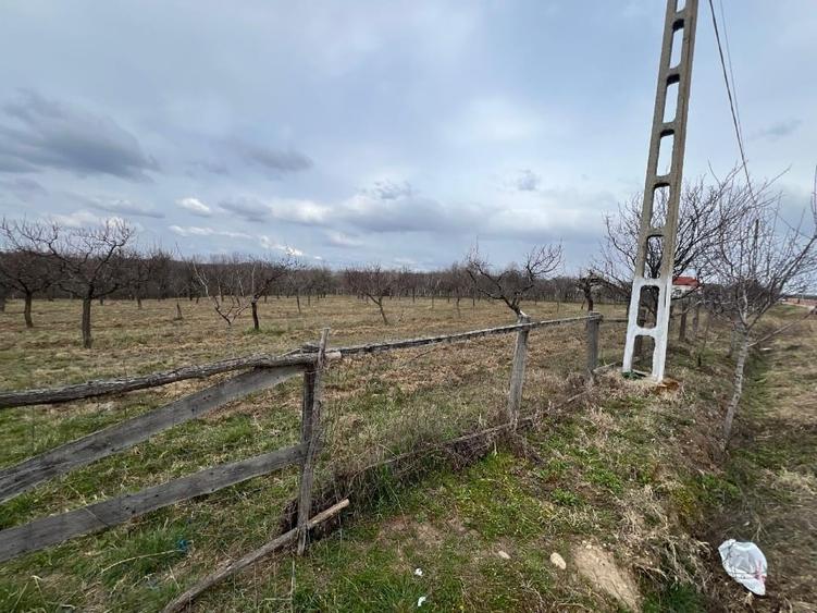 Teren vanzare, 8000 m2, Danicei, Cuca, Arges - 2