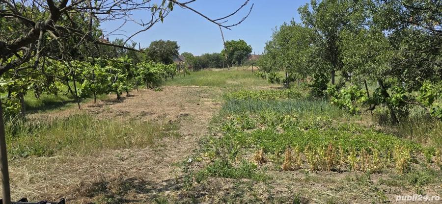 Casa batraneasca de vanzare Paulis - 5