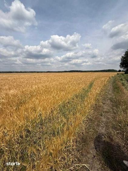 Vand 116 HA teren agricol in judetul Arad - 5