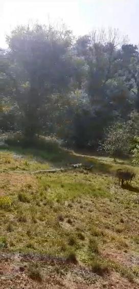 Casa 2 camere in Zam - ID : RH-38533-property - 7