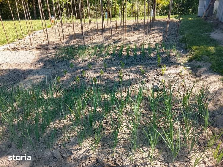 Teren de 2000 mp, în Ștefan cel Mare