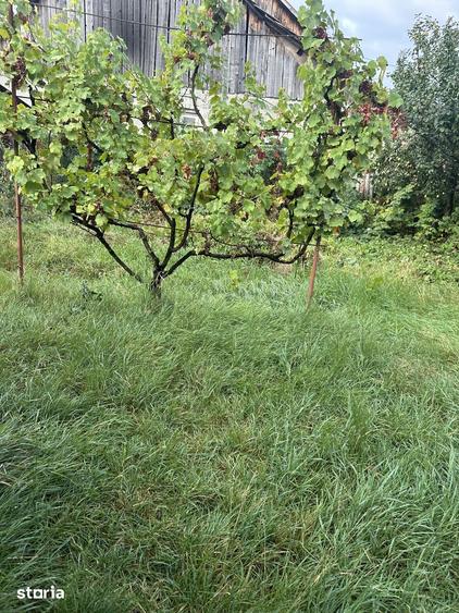 Casă cu 8 camere cu Teren 850 Mp în Central