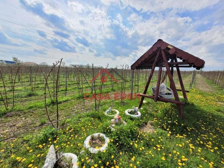 Teren extravilan in Baicoi 10.000mp plantatie mure --80.000e - 6
