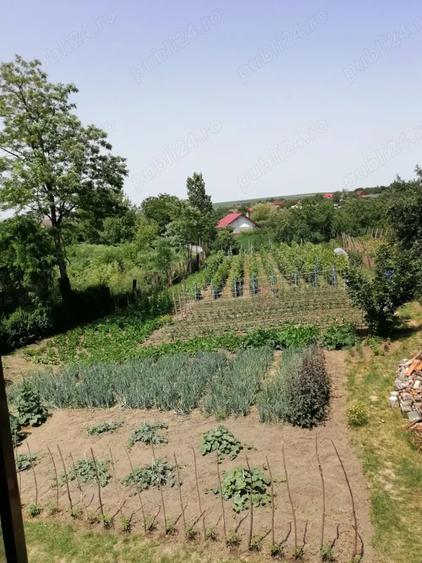 De vanzare teren intravilan 1550 mp cu casa la ro?u Voinesti, jud. Ia?i - 1