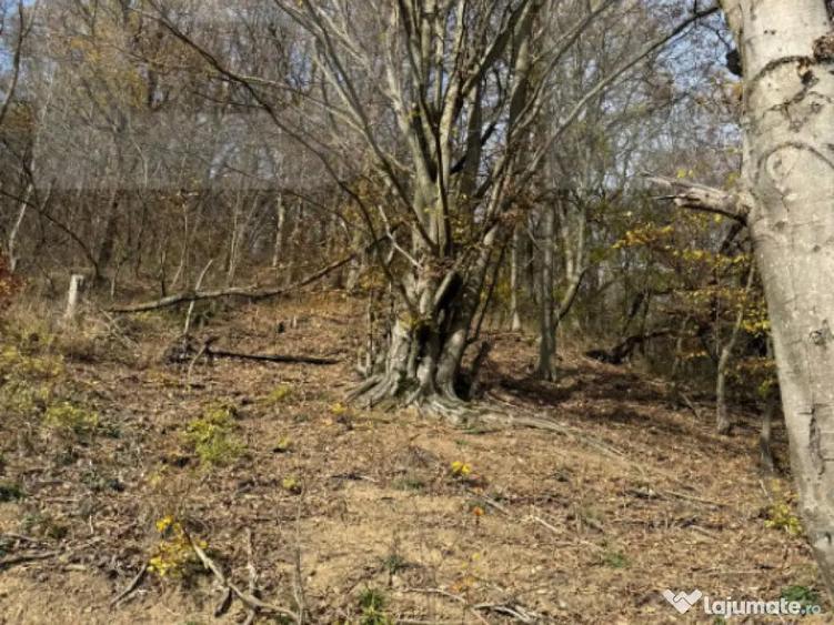 Teren extravilan impadurit, 20424 mp ideal pentru investitie - 1