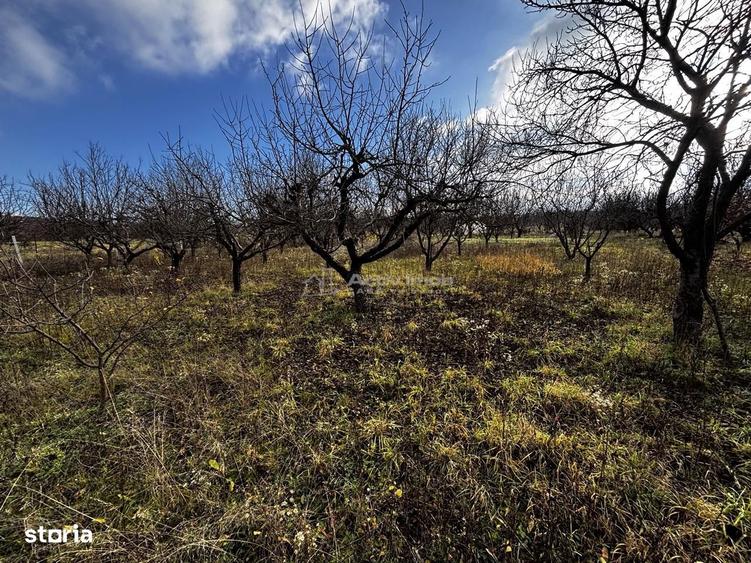 Teren Intravilan Str Livezilor - 3