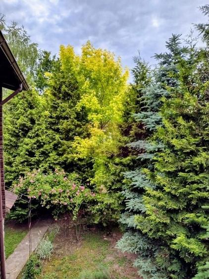 Vila de vanzare in Brebu - Zona Brebu Manastirei - 19