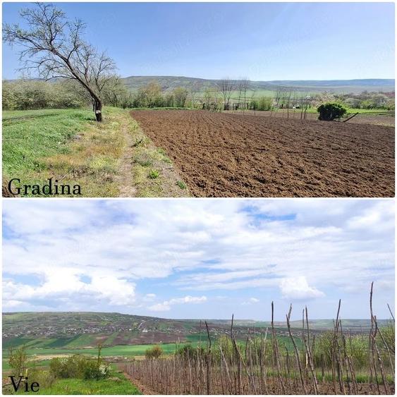 Vand casa batraneasca locuibila - Bacu, Ipatele, Iasi - 3