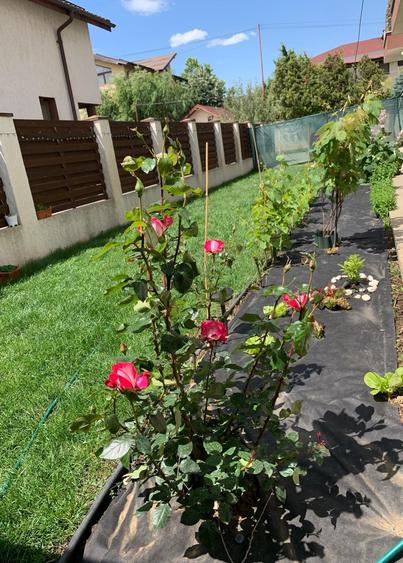 Apartament Pantelimon - Selgros - Codrii Cosminului - 3