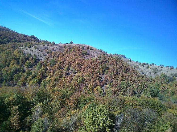 Teren extravilan de 12166 mp, în Vălișoara