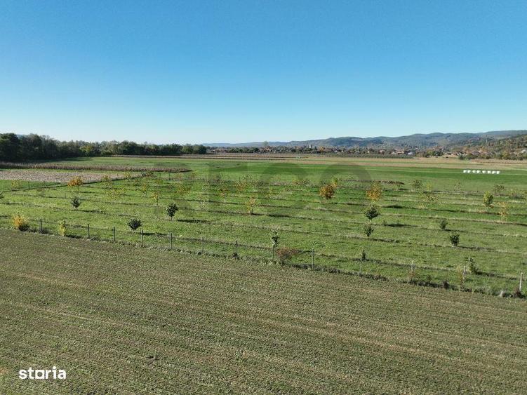 RECO, Teren cu livada de nuci, Zona Auseu, Bihor - 1