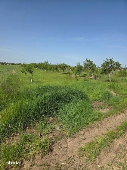 Teren intravilan de vanzare Bradu - 5