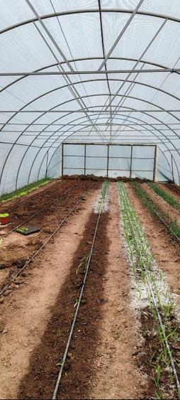 Vand casa batraneasca sat trestia com baita - 6