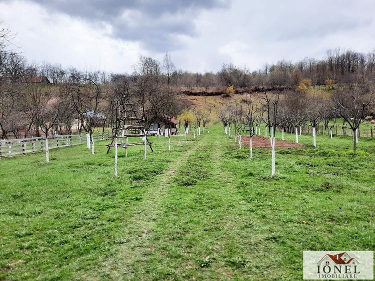Vanzare teren 4544 mp in Almasu Mare - 5