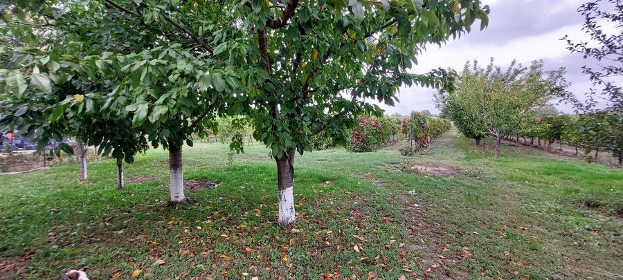 Casa 294 mp, vand sau schimb cu apartament, , cu posibilitatea achitari si in doua transe - 1