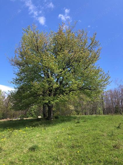 Teren Zona Turistica Transalpina - Pestera Muierilor 9.746 mp - 9