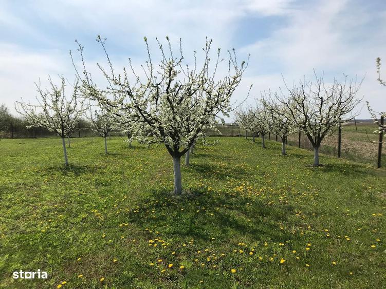 Teren 3000 mp cu pomi fructiferi - 7