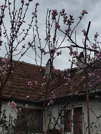 Casa de vacanta de vanzare in Cosdeni - 6