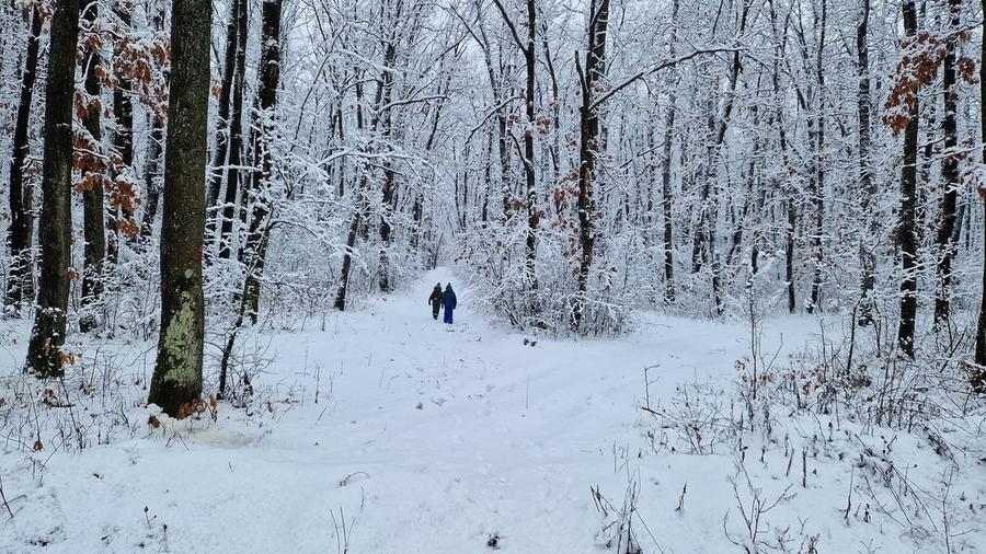 Padurea Parcul Natural Comana, Vlad Tepes, Giurgiu - 7