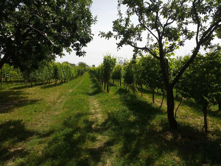 Teren cu vita de vie, Ardud Vii - 3