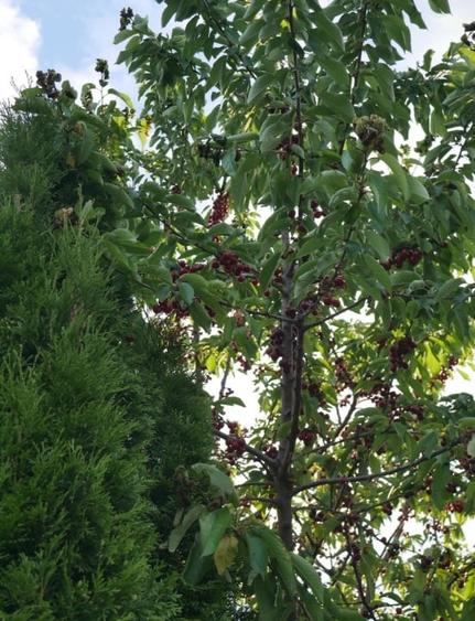 Casă Individuală de Vânzare - Proprietar, 0% Comision - 14