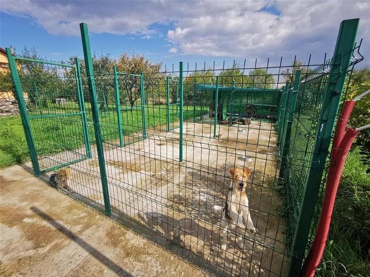 Vila Deosebita Rudicica - 11