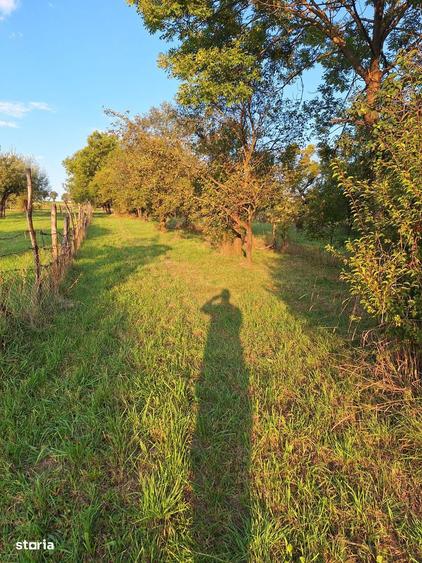 Teren cu casa si anexe - centru comuna, acte in regula - 8