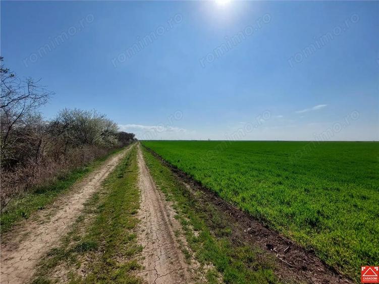 Teren arabil spre Zadareni - 4