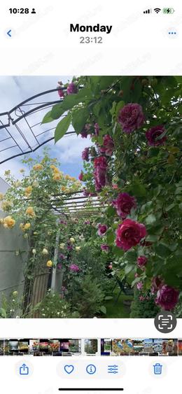 Vand casa mica cu gradina racoroasa(schimb) - 4