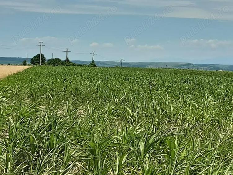 vand teren agricol 10.000 m intrare Autostrada A1! Oarja - 4