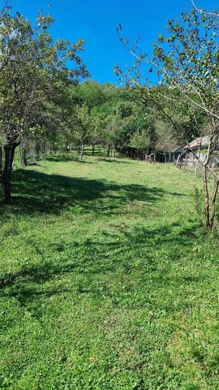 Teren vanzare calimanesti - 1