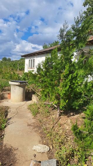 Galati Beresti - De vanzare 1 hectar plantatie de vita de vie si casa cu utilitati - 2