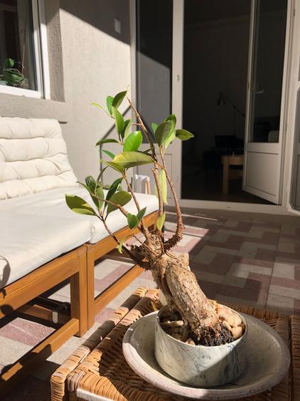 Apartament 3 camere – Bulevardul Nicolae Bălcescu - 9