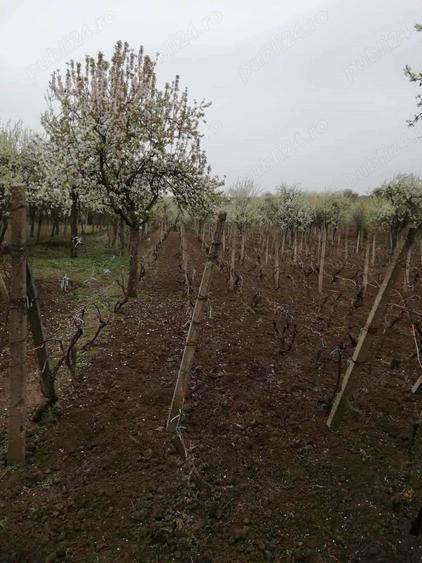 Vand teren intravilan , cultura de vie si casa batraneasca - 4