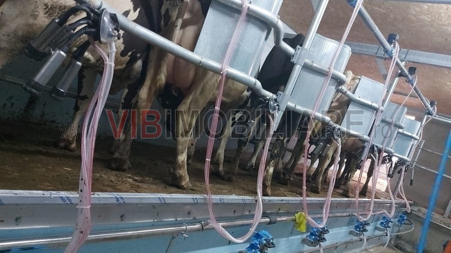 Ferma zootehnică funcțională, populată cu peste 200 capete bovine, aproape de Sâ - 6