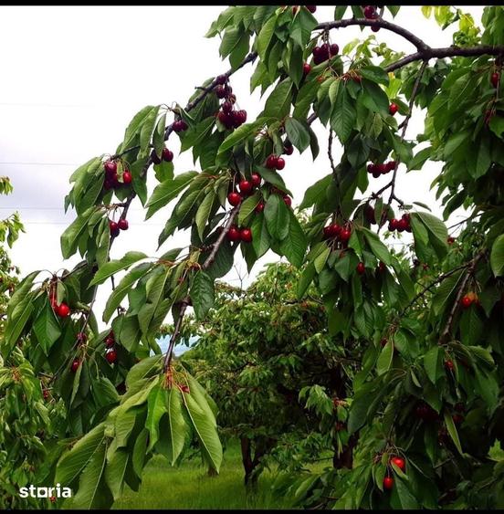 Livada ta de cire?e te a?teapta! 1,5 ha cu peste 400 de copaci maturi - 2