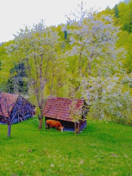 Teren agricol intravilan de 25200 mp, în Bran