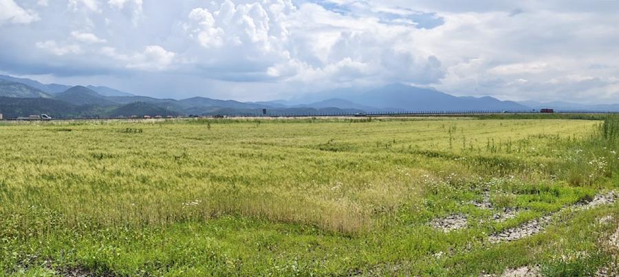 Teren agricol extravilan de 13000 mp, în Caragiale