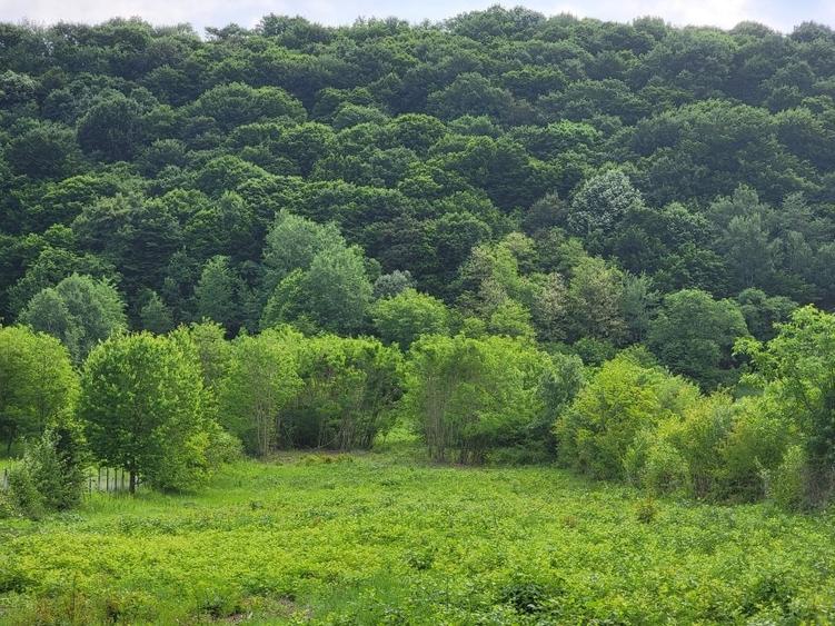 Teren Construcții intravilan de 5806 mp, în Dăești
