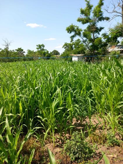 Teren intravilan 1300 mp comuna Ulmu jud. Braila - 1