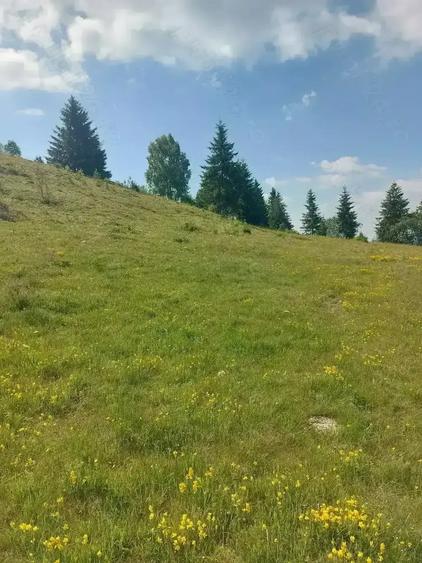 Teren de 7000 mp, în Horea