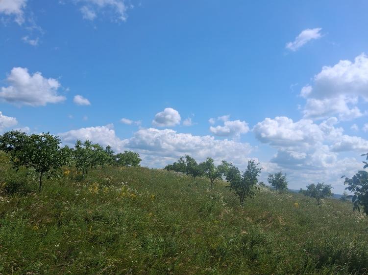 Vâd livadă de nuci - 9