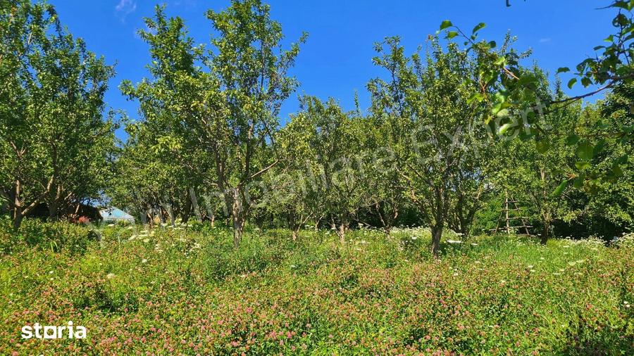Teren de 3304 mp, în Bradu