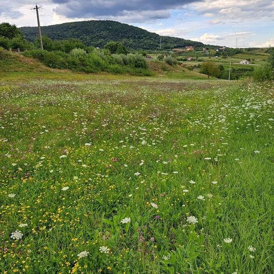 Teren de 7000 mp, în Almașu Sec