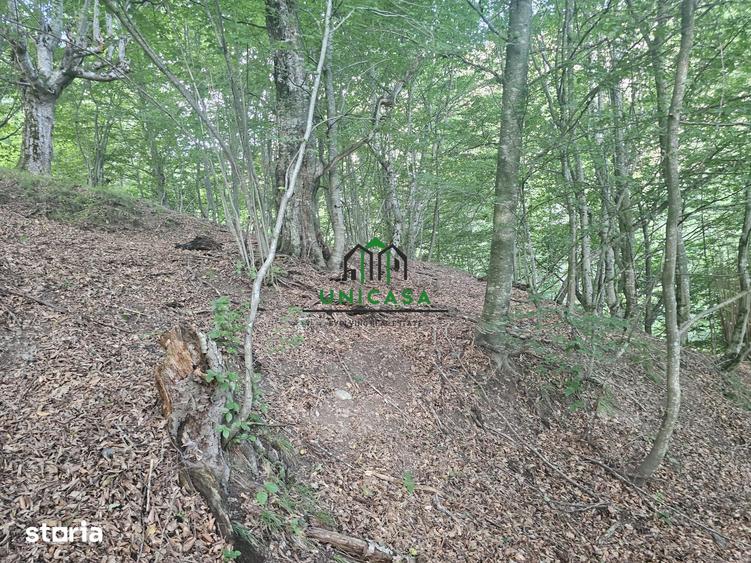 Teren de 3903 mp, în Brezoi